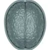 Halloween Gehirn Puddingform 2 Halloween Gehirn Puddingform -Halloween Geschaft gehirn puddingform halloween halloween pudding brain mould halloween und horror deko 51870