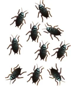 Küchenschaben Aus Kunststoff 10 St.