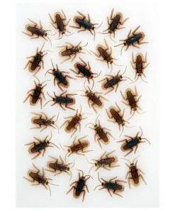 Kakerlaken 40 Stück