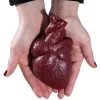 Realistisches Menschenherz Aus Gelatine 2 Realistisches Menschenherz Aus Gelatine -Halloween Geschaft schneidbares menschenherz aus gelatine sliceable human heart made of gelatin halloween deko 52573 01