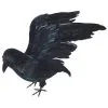 Lebensgroßer Rabe Mit Flügeln -Halloween Geschaft schwarzer rabe mit gespreizten fluegeln lebensgrosser rabe mit echten federn 21545